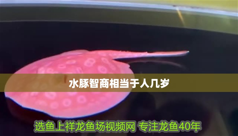 水豚智商相當于人幾歲