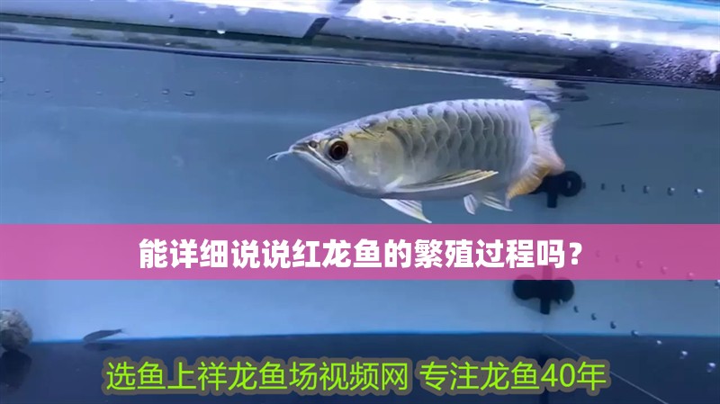 能詳細說說紅龍魚的繁殖過程嗎？