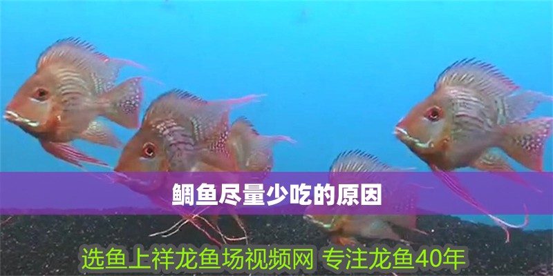 鯛魚盡量少吃的原因