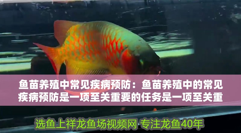 魚苗養(yǎng)殖中常見疾病預(yù)防：魚苗養(yǎng)殖中的常見疾病預(yù)防是一項至關(guān)重要的任務(wù)是一項至關(guān)重要的任務(wù)