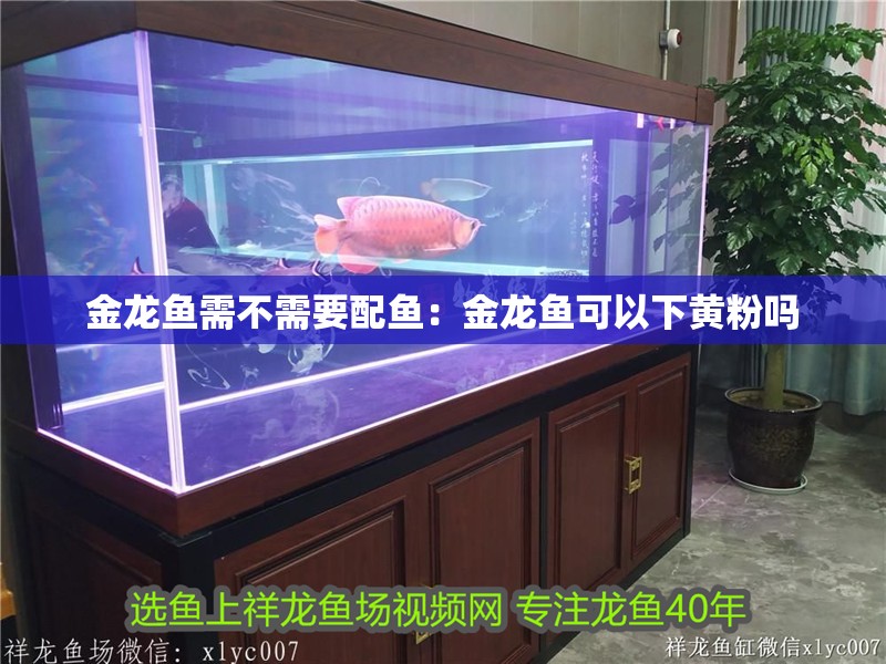 金龍魚需不需要配魚:金龍魚可以下黃粉嗎