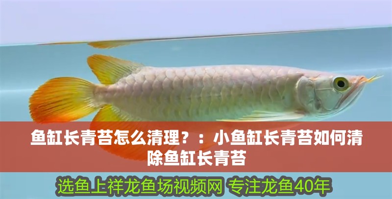 魚缸長青苔怎么清理？：小魚缸長青苔如何清除魚缸長青苔