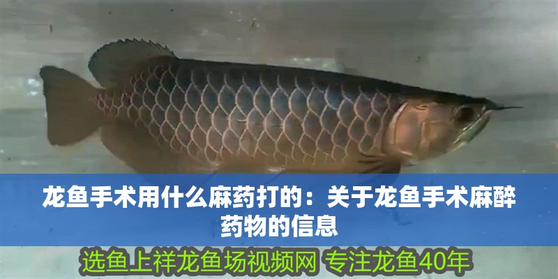 龍魚手術用什么麻藥打的：關于龍魚手術麻醉藥物的信息 龍魚手術用什么麻藥打的：關于龍魚手術麻醉藥物的信息 龍魚百科