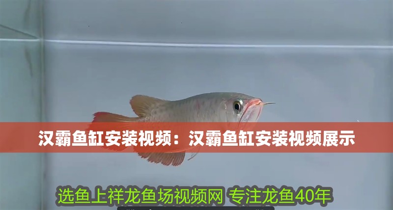 龍魚干蝦有營養嗎 漢霸魚缸安裝視頻:漢霸魚缸安裝視頻展示 魚缸百科 漢霸魚缸安裝視頻:漢霸魚缸安裝視頻展示 漢霸魚缸安裝視頻:漢霸魚缸安裝視頻展示 魚缸百科