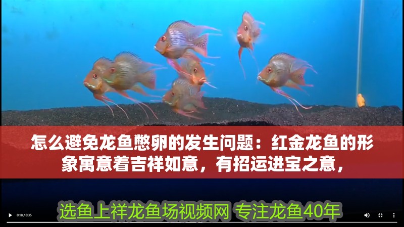 龍魚干蝦有營養嗎 怎么避免龍魚憋卵的發生問題:紅金龍魚的形象寓意著吉祥如意,有招運進寶之意, 龍魚百科 怎么避免龍魚憋卵的發生問題:紅金龍魚的形象寓意著吉祥如意,有招運進寶之意, 怎么避免龍魚憋卵的發生問題:紅金龍魚的形象寓意著吉祥如意,有招運進寶之意, 龍魚百科
