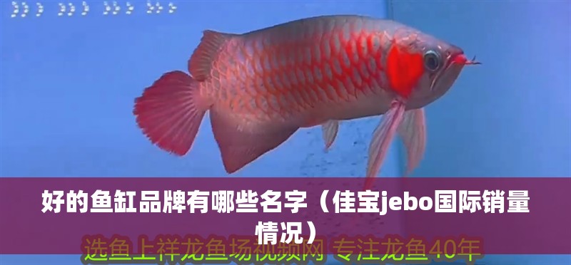 好的魚缸品牌有哪些名字（佳寶jebo國際銷量情況）