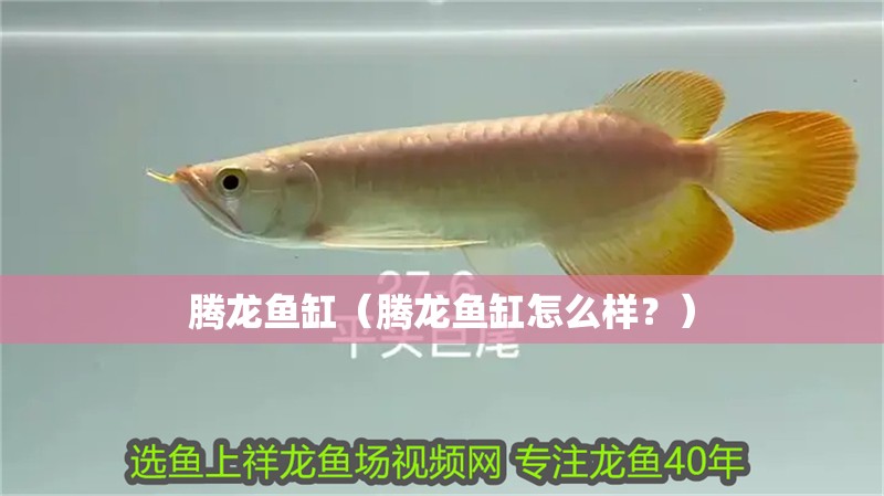 騰龍魚缸（騰龍魚缸怎么樣？）