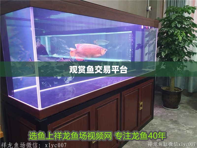 觀賞魚交易平臺