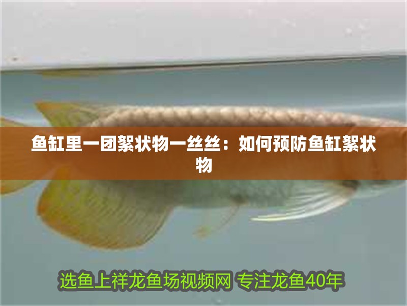 魚缸里一團絮狀物一絲絲：如何預(yù)防魚缸絮狀物
