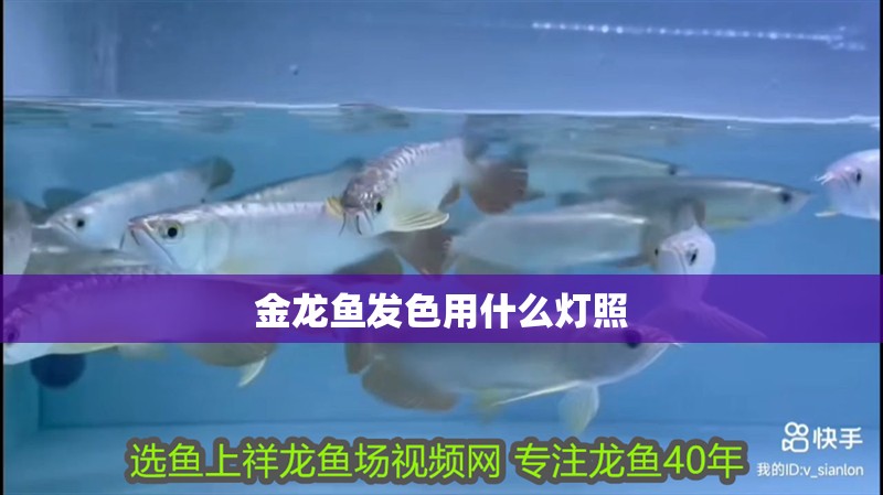 金龍魚發色用什么燈照