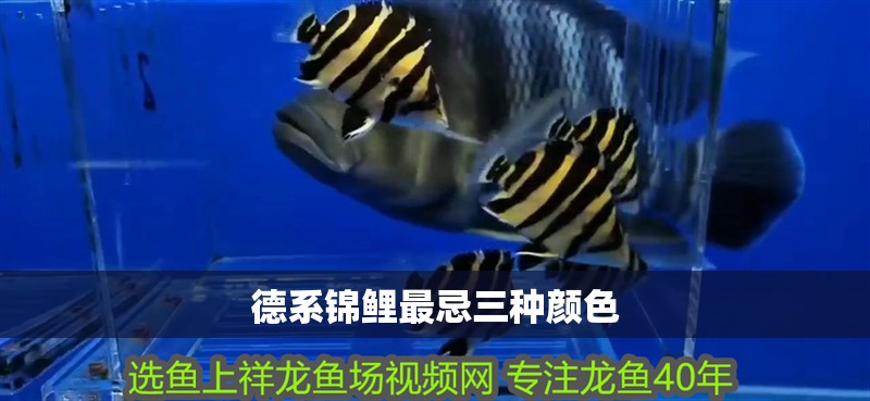 德系錦鯉最忌三種顏色 德系錦鯉最忌三種顏色 龍魚論壇