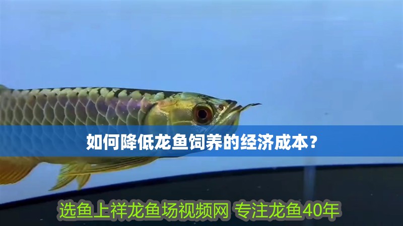 如何降低龍魚飼養的經濟成本?