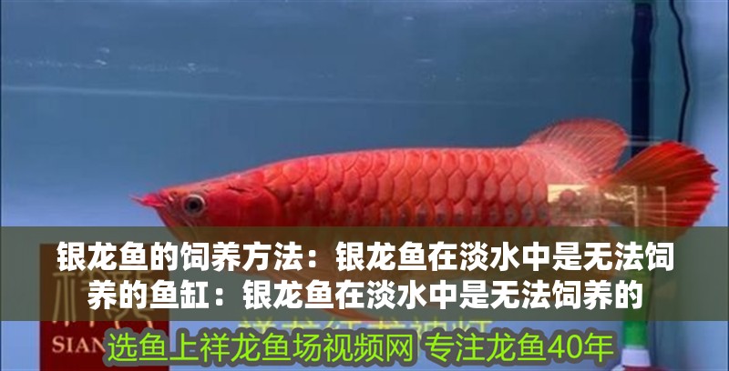 銀龍魚的飼養(yǎng)方法：銀龍魚在淡水中是無法飼養(yǎng)的魚缸：銀龍魚在淡水中是無法飼養(yǎng)的