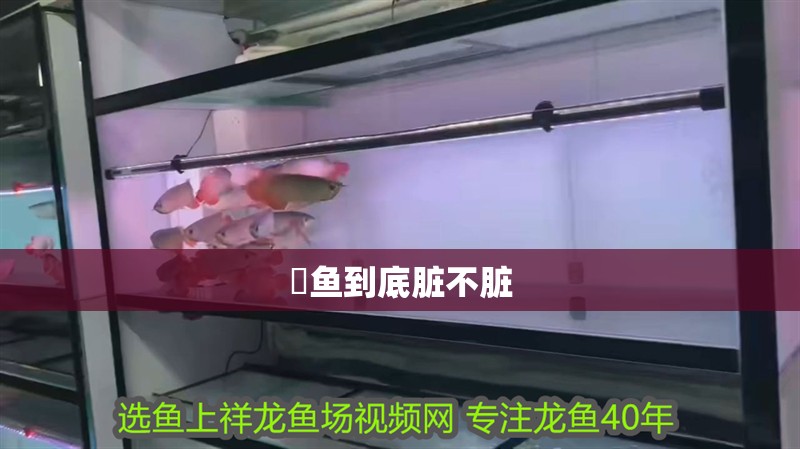 鮰魚到底臟不臟