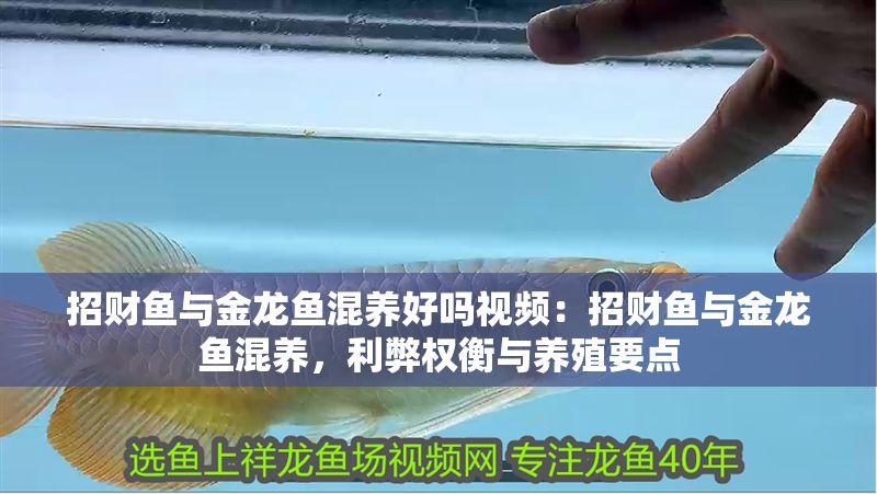 招財魚與金龍魚混養(yǎng)好嗎視頻：招財魚與金龍魚混養(yǎng)，利弊權(quán)衡與養(yǎng)殖要點