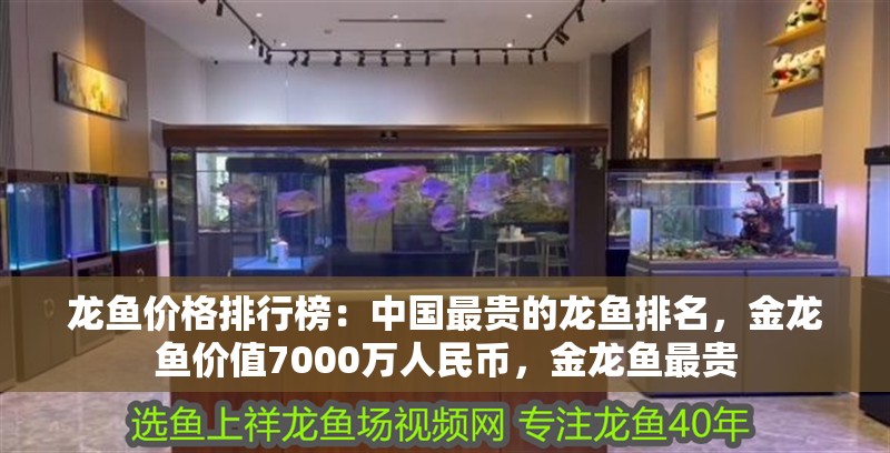 龍魚價(jià)格排行榜：中國最貴的龍魚排名，金龍魚價(jià)值7000萬人民幣，金龍魚最貴