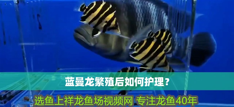 魚缸用增氧泵價(jià)格是多少:魚缸增氧機(jī)-xtrac增氧機(jī)-xtrac增氧機(jī) 藍(lán)曼龍繁殖后如何護(hù)理? 龍魚百科 藍(lán)曼龍繁殖后如何護(hù)理? 藍(lán)曼龍繁殖后如何護(hù)理? 龍魚百科