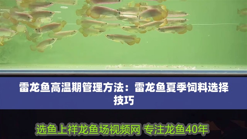 雷龍魚高溫期管理方法：雷龍魚夏季飼料選擇技巧