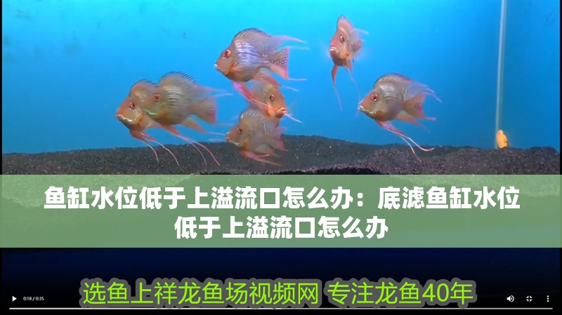 魚缸水位低于上溢流口怎么辦：底濾魚缸水位低于上溢流口怎么辦