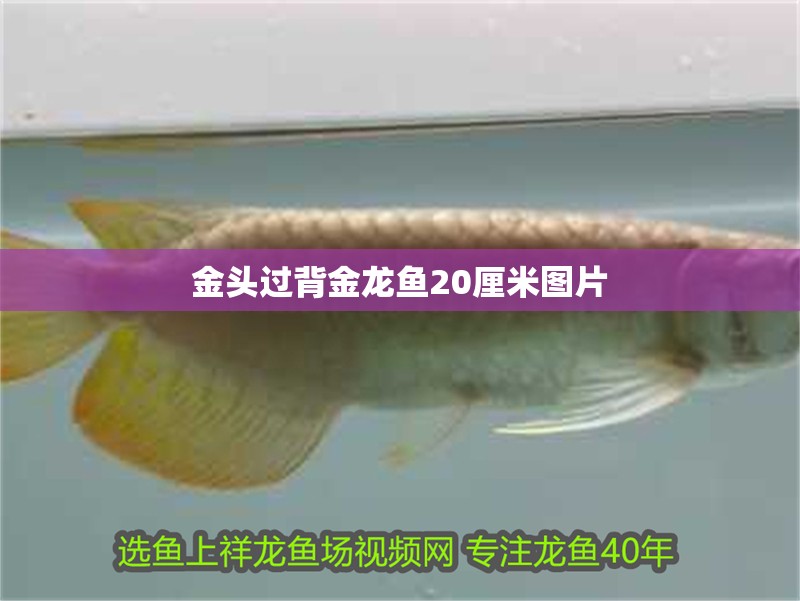 金頭過背金龍魚20厘米圖片