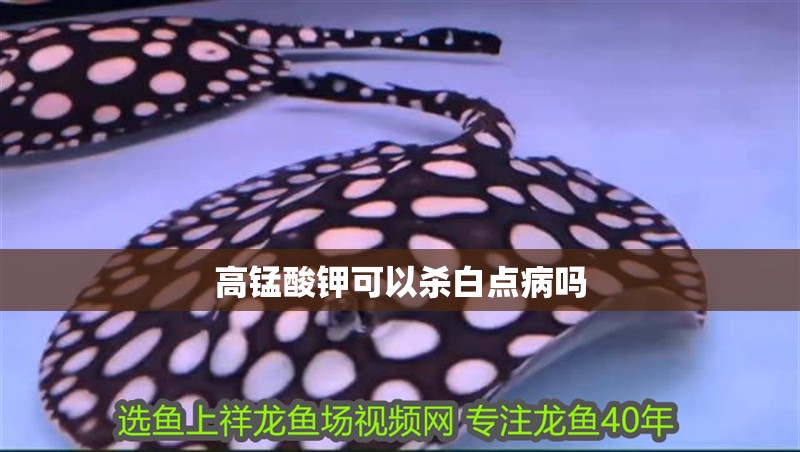 高錳酸鉀可以殺白點病嗎