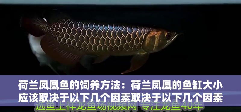 荷蘭鳳凰魚的飼養方法：荷蘭鳳凰的魚缸大小應該取決于以下幾個因素取決于以下幾個因素 荷蘭鳳凰魚的飼養方法：荷蘭鳳凰的魚缸大小應該取決于以下幾個因素取決于以下幾個因素 魚缸百科