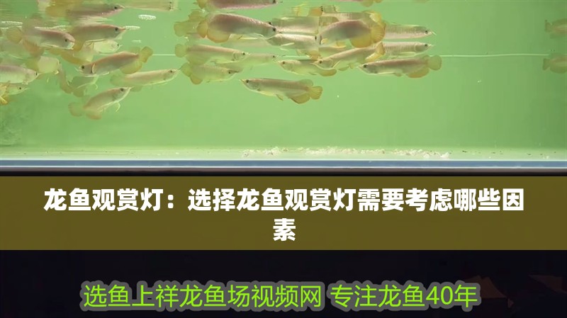 龍魚(yú)觀賞燈：選擇龍魚(yú)觀賞燈需要考慮哪些因素