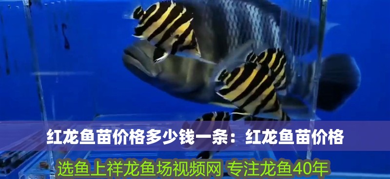 魚缸過(guò)濾器選購(gòu)指南:自制魚缸過(guò)濾器魚缸上置過(guò)濾器對(duì)于養(yǎng)魚愛好者的必備知識(shí) 紅龍魚苗價(jià)格多少錢一條:紅龍魚苗價(jià)格 龍魚百科 紅龍魚苗價(jià)格多少錢一條:紅龍魚苗價(jià)格 紅龍魚苗價(jià)格多少錢一條:紅龍魚苗價(jià)格 龍魚百科