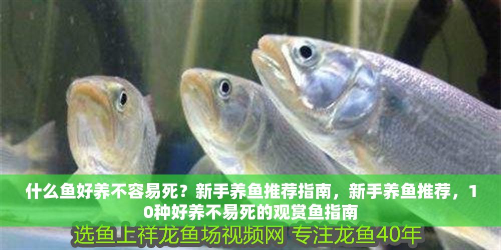 詳細閱讀:什么魚好養不容易死?新手養魚推薦指南,新手養魚推薦,10種好養不易死的觀賞魚指南 什么魚好養不容易死?新手養魚推薦指南,新手養魚推薦,10種好養不易死的觀賞魚指南