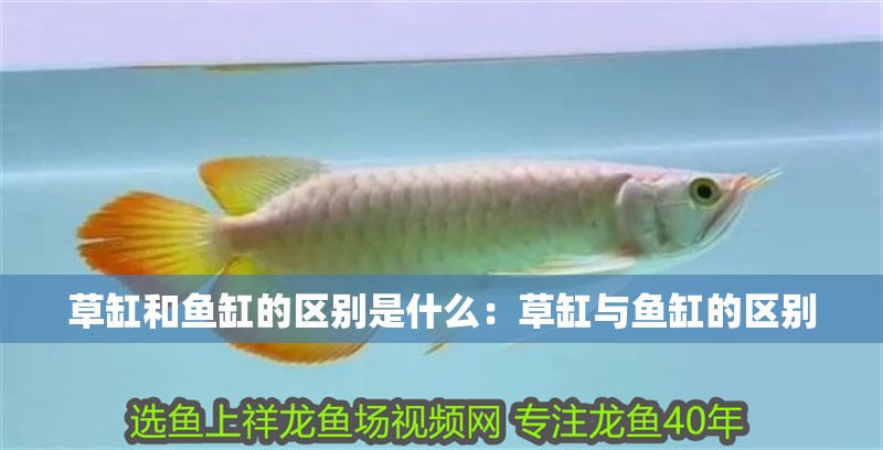 虎魚天天黑來點赤瞳黃金 草缸和魚缸的區別是什么:草缸與魚缸的區別 魚缸百科 草缸和魚缸的區別是什么:草缸與魚缸的區別 草缸和魚缸的區別是什么:草缸與魚缸的區別 魚缸百科