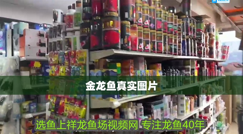 金龍魚真實圖片