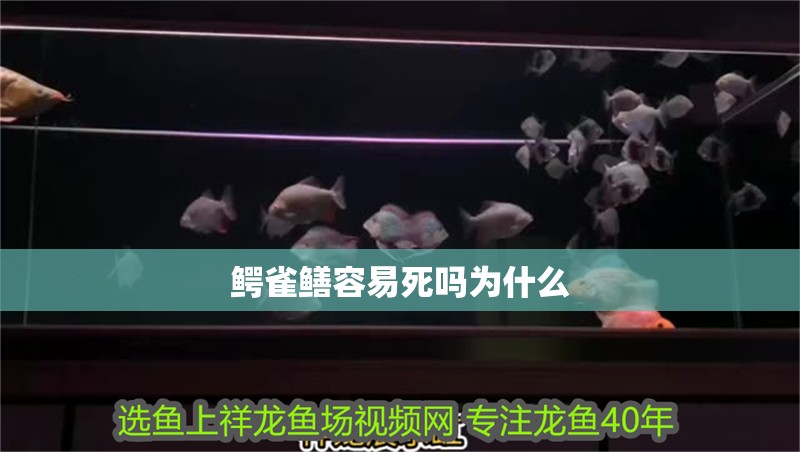 鱷雀鱔容易死嗎為什么