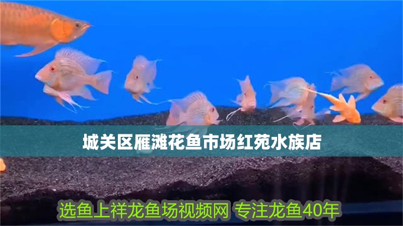 城關區雁灘花魚市場紅苑水族店