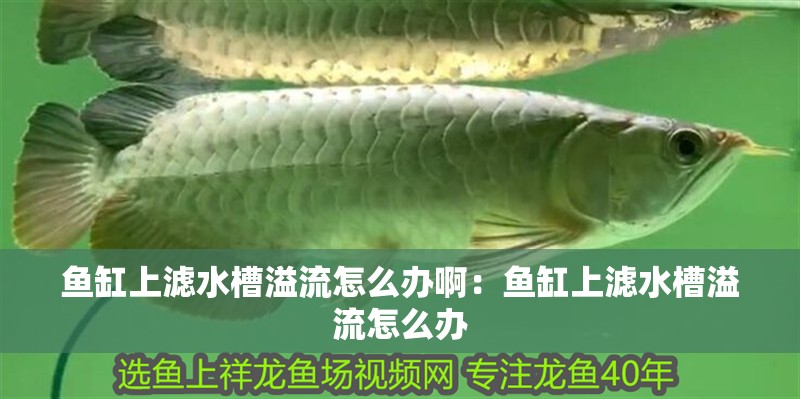 魚缸上濾水槽溢流怎么辦啊：魚缸上濾水槽溢流怎么辦 魚缸上濾水槽溢流怎么辦?。呼~缸上濾水槽溢流怎么辦 魚缸百科