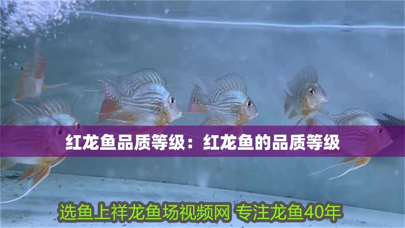 紅龍魚品質(zhì)等級：紅龍魚的品質(zhì)等級