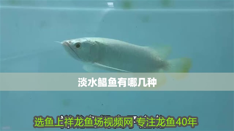 什么魚能和龍魚、虎魚混養(yǎng)(龍魚能和虎魚混養(yǎng)嗎) 淡水鯧魚有哪幾種 龍魚論壇 淡水鯧魚有哪幾種 淡水鯧魚有哪幾種 龍魚論壇