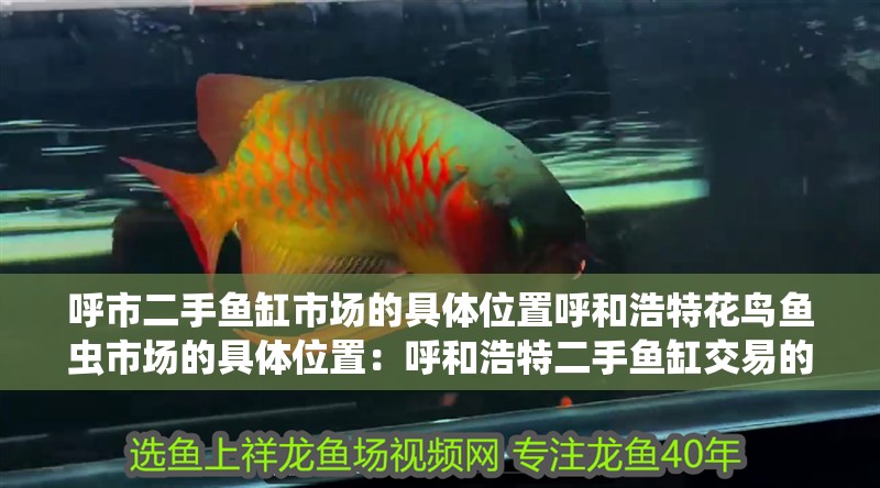 呼市二手魚缸市場的具體位置呼和浩特花鳥魚蟲市場的具體位置：呼和浩特二手魚缸交易的注意事項