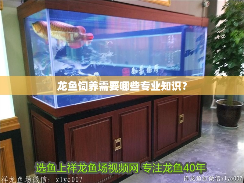 龍魚飼養需要哪些專業知識？