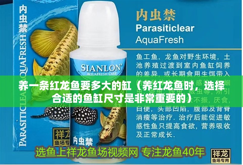 養一條紅龍魚要多大的缸（養紅龍魚時，選擇合適的魚缸尺寸是非常重要的）