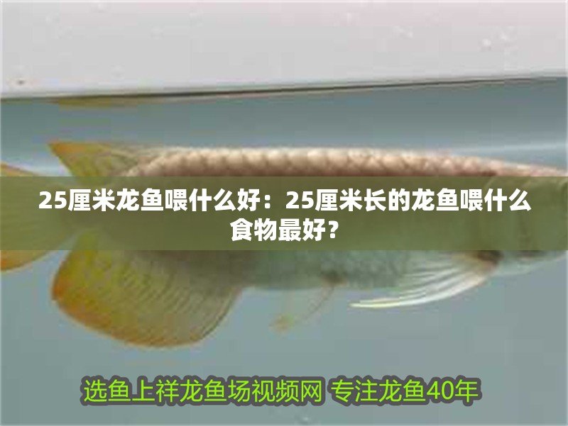 魚缸用增氧泵價(jià)格是多少:魚缸增氧機(jī)-xtrac增氧機(jī)-xtrac增氧機(jī) 25厘米龍魚喂什么好:25厘米長(zhǎng)的龍魚喂什么食物最好? 龍魚百科 25厘米龍魚喂什么好:25厘米長(zhǎng)的龍魚喂什么食物最好? 25厘米龍魚喂什么好:25厘米長(zhǎng)的龍魚喂什么食物最好? 龍魚百科