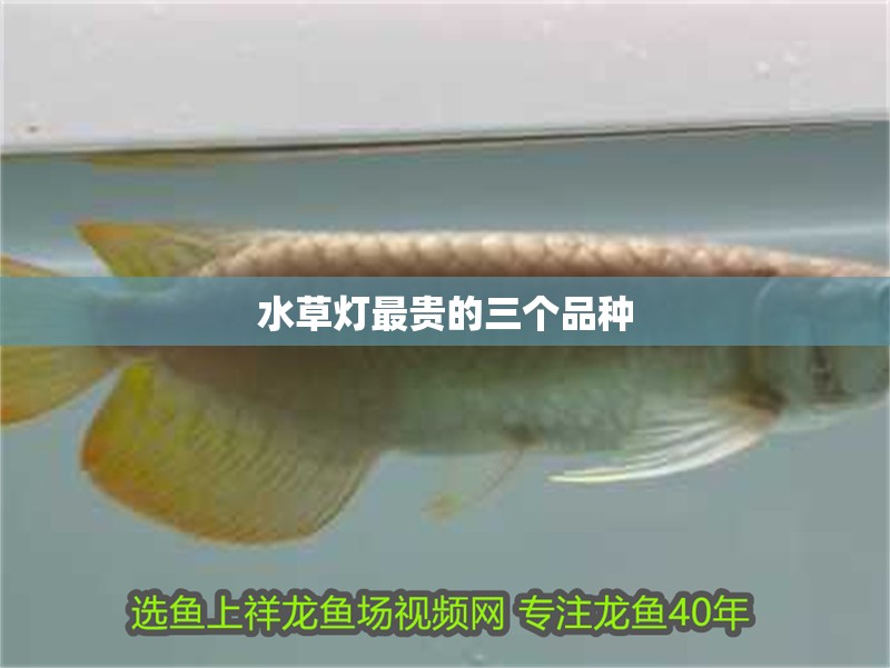 水草燈最貴的三個品種