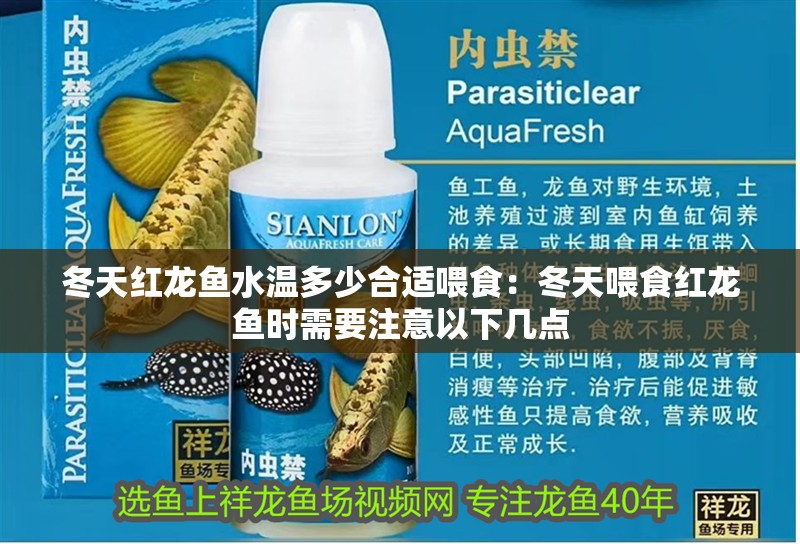 冬天紅龍魚水溫多少合適喂食：冬天喂食紅龍魚時需要注意以下幾點