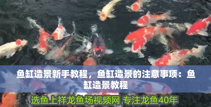 魚缸造景新手教程，魚缸造景的注意事項(xiàng)：魚缸造景教程
