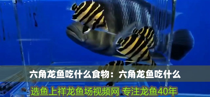 六角龍魚吃什么食物：六角龍魚吃什么