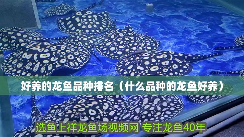 好養的龍魚品種排名（什么品種的龍魚好養）