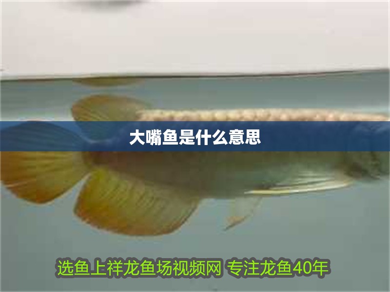 龍魚干蝦有營養嗎 大嘴魚是什么意思 龍魚論壇 大嘴魚是什么意思 大嘴魚是什么意思 龍魚論壇