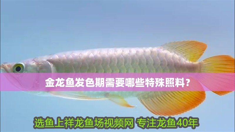 金龍魚發(fā)色期需要哪些特殊照料？