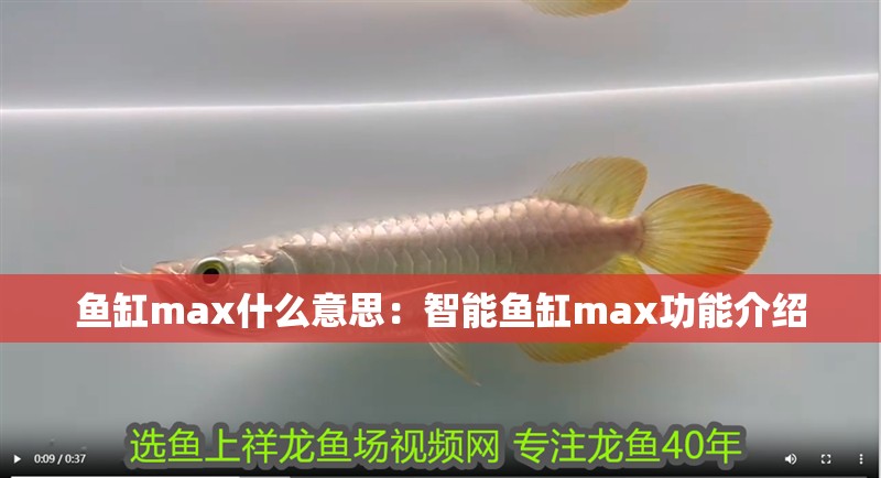 魚缸max什么意思：智能魚缸max功能介紹