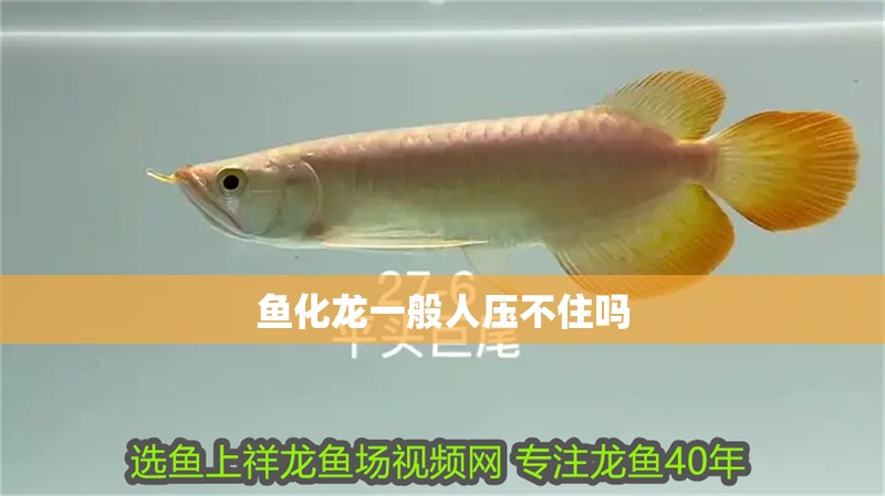 我的虎魚真菌感染了要怎么處理 魚化龍一般人壓不住嗎 龍魚論壇 魚化龍一般人壓不住嗎 魚化龍一般人壓不住嗎 龍魚論壇