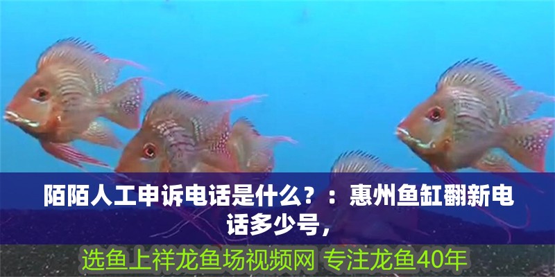 我的虎魚真菌感染了要怎么處理 陌陌人工申訴電話是什么?:惠州魚缸翻新電話多少號, 魚缸百科 陌陌人工申訴電話是什么?:惠州魚缸翻新電話多少號, 陌陌人工申訴電話是什么?:惠州魚缸翻新電話多少號, 魚缸百科